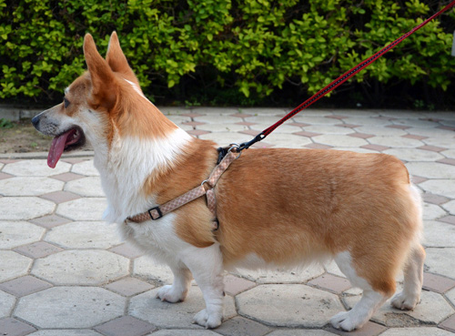 柯基犬的喂养 每天喂饲食物的量要适度