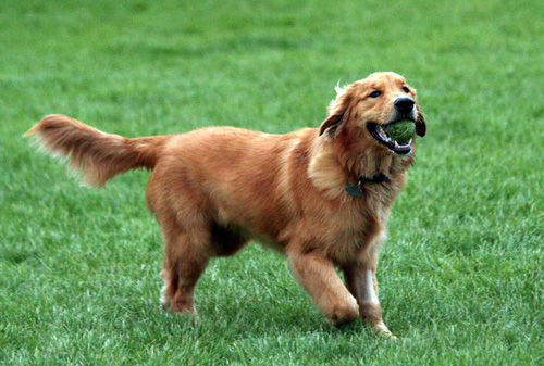 金毛犬好养吗 饲养空间要足够大