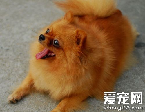 博美犬什么颜色好 多种颜色可以选择