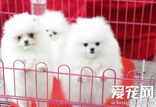 怎么挑选博美犬 幼犬的外观特征