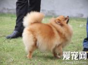 博美犬拉稀怎么办 家长千万不能掉以轻心