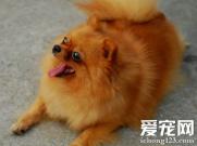 博美犬什么颜色好 多种颜色可以选择