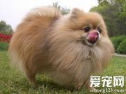 博美犬打喷嚏怎么办 建议让狗狗多喝水多休息